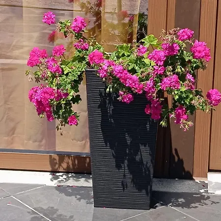 Canastro * Каштелу-ди-Пайва