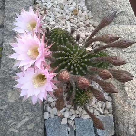 Canastro * Castelo de Paiva