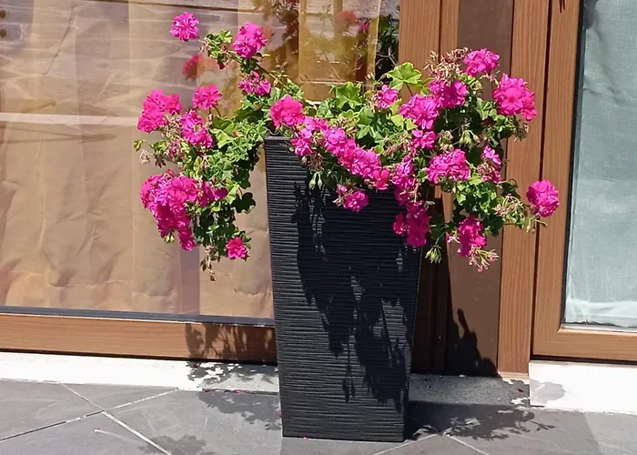 Canastro * 카스텔루 지 파이바