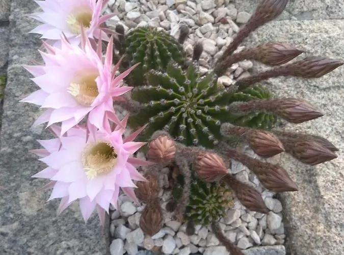 Canastro * Castelo de Paiva